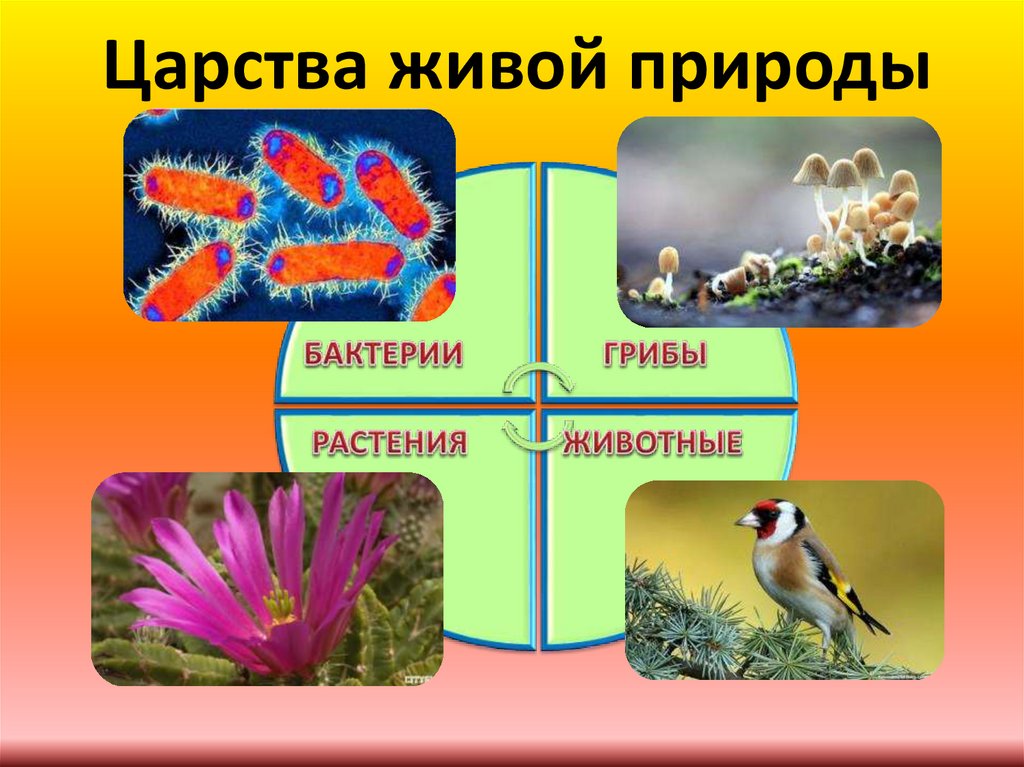 В живой природе выделяют царства