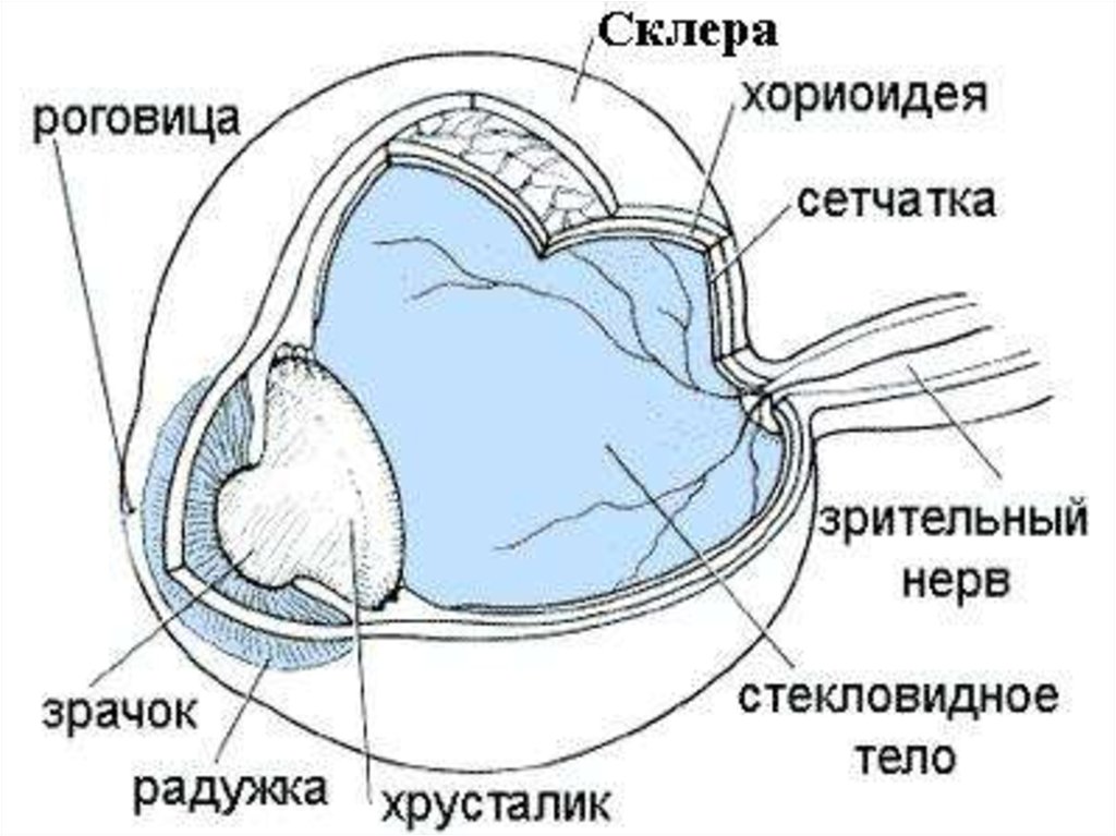 Роговица зрительная зона коры мозга стекловидное тело. Оболочки глаза строение склеры. Строение глаза склера. Склера глаза строение и функции. Строение глазного яблока склера.
