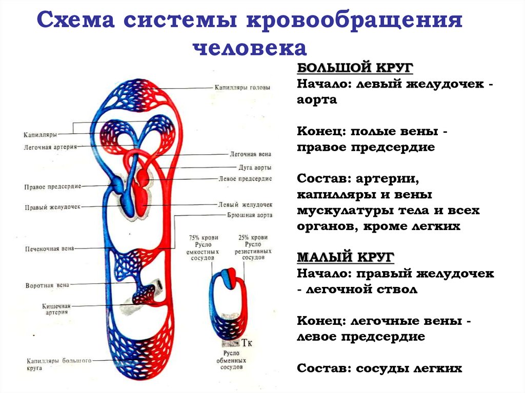 Венозный круг. Круги кровообращения человека схема. Круги крови кровообращения схема. Схема большого круга кровообращения у человека. Малый круг кровообращения схема с сосудами.