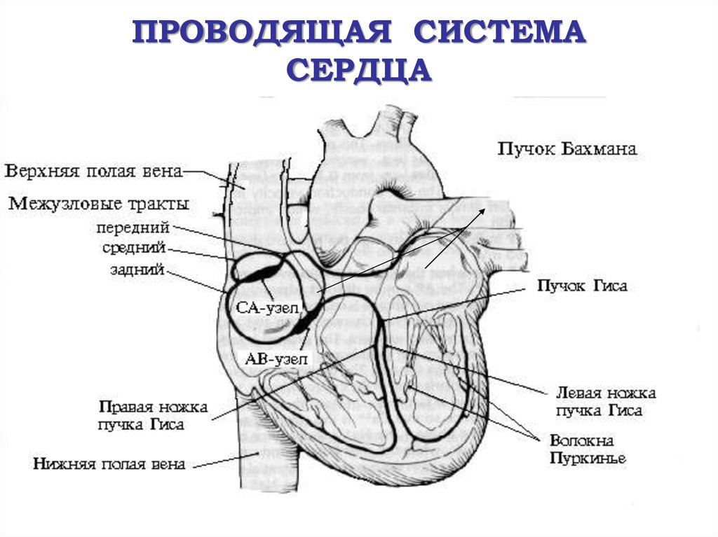 Проводящая система рисунок. Строение проводящей системы сердца физиология. Схема проводящей системы сердца анатомия. Проводящая система сердца схема с подписями. Строение основные части проводящей системы сердца.