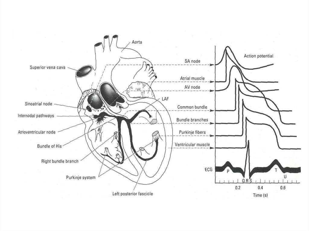 Сердечный путь. Проводящая система сердца физиология. Проводящая система сердца схема физиология. Анатомия и физиология проводящей системы сердца схема. Схема проводящей системы сердца у животных физиология.