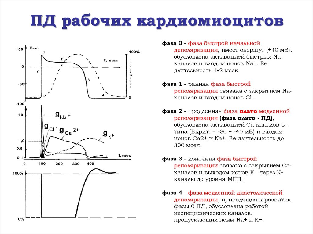 Фазы потенциала действия рабочего кардиомиоцита