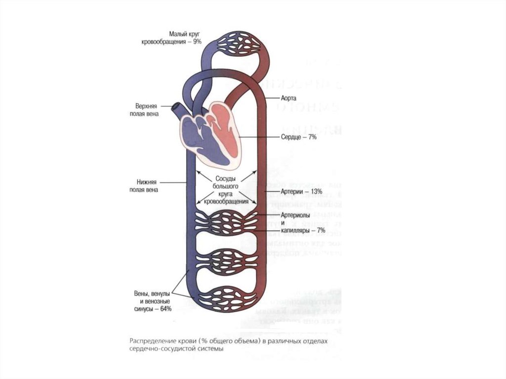 Круги кровообращения физиология. Схема эмболии большого круга кровообращения. Полая Вена малый круг кровообращения. Большой круг кровообращения аорта малый круг. Артерии большого круга кровообращения схема.