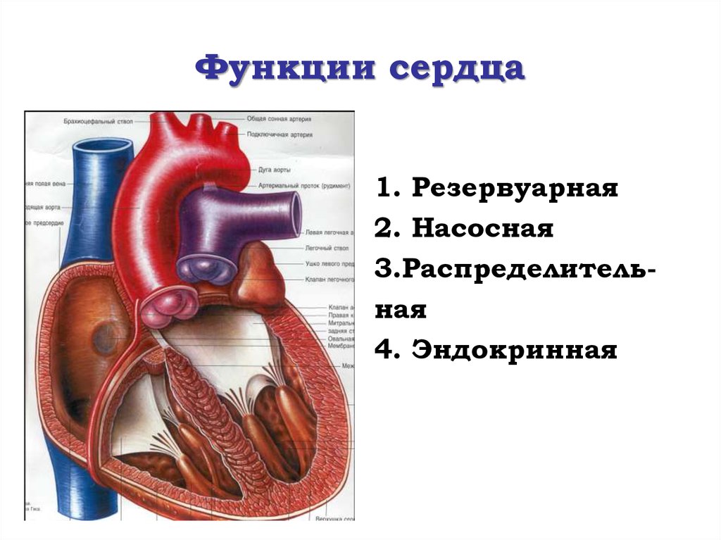 Внутренняя секреция сердца