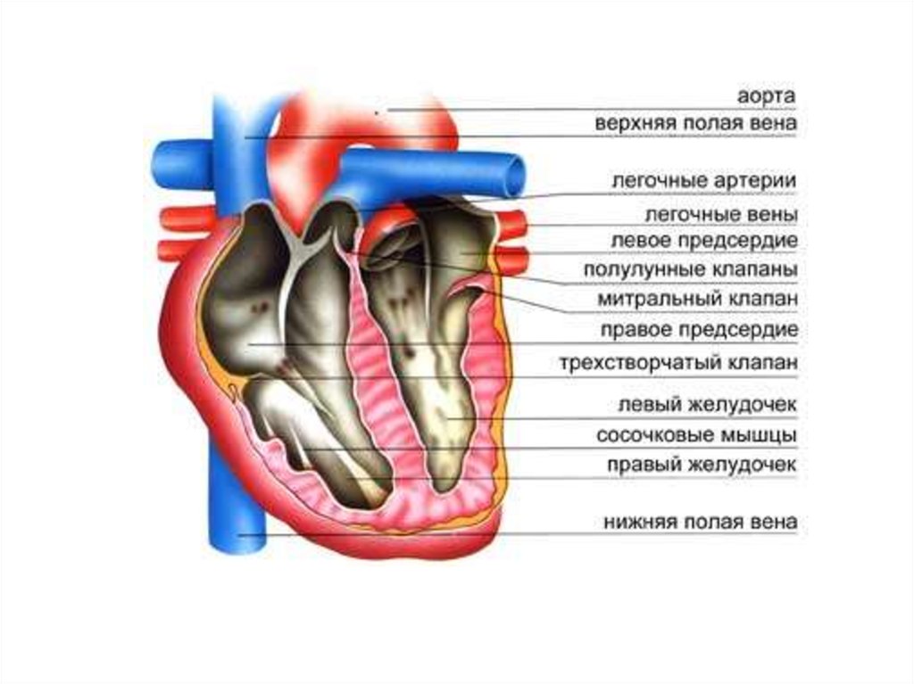 Схема строения клапанного аппарата сердца. Левое предсердие легочные вены.