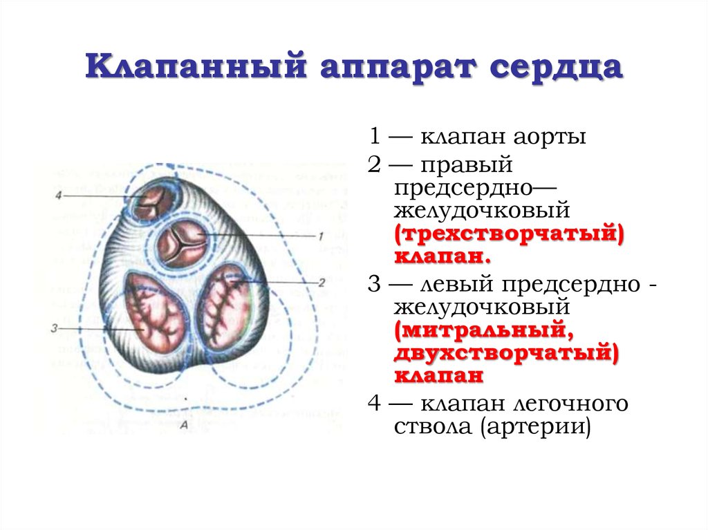 Рисунок клапанный аппарат сердца