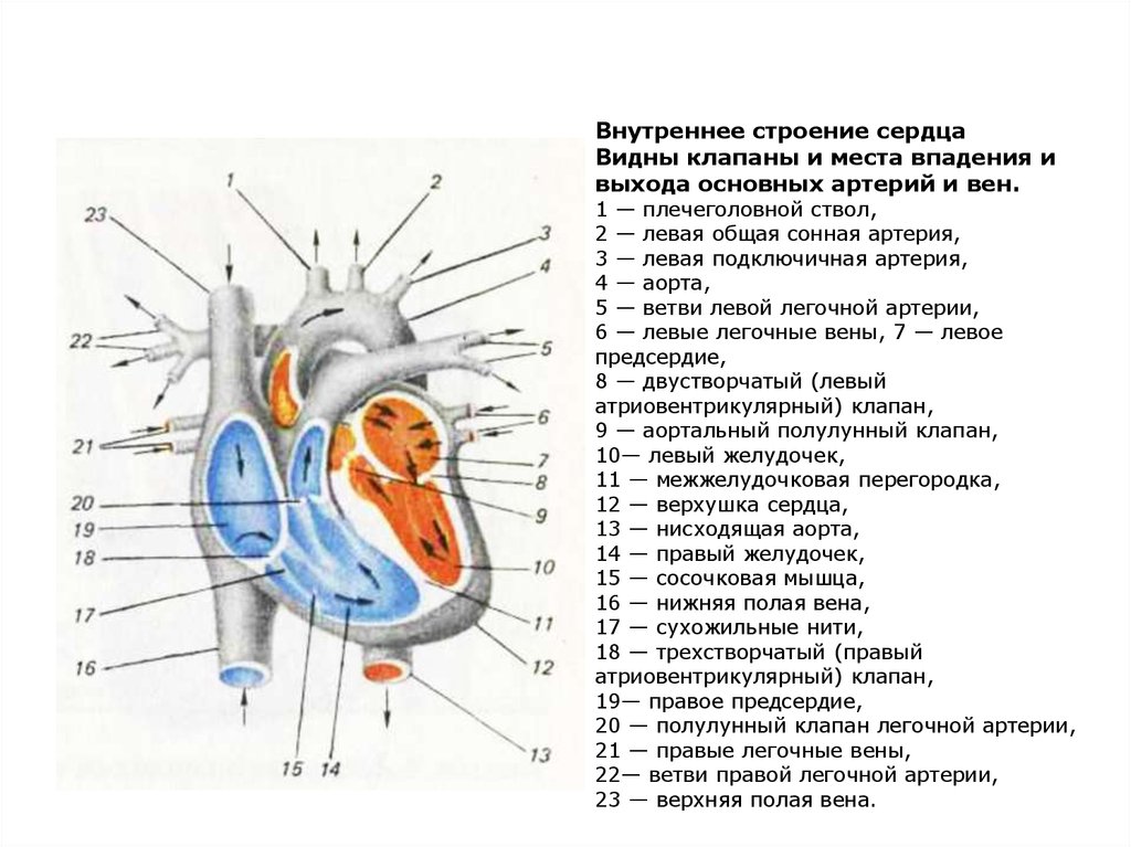 Левые и правые клапаны. Строение сердца схема подробно. Строение сердца с клапанами схема. Структуры внутреннего строения сердца. Строение сердца с сосудами схема.