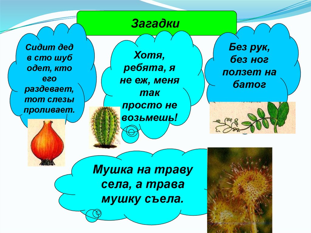 Трава загадка. Загадки по биологии. Биологические загадки. Загадки по биологии 6 класс. Загадки про биологию.