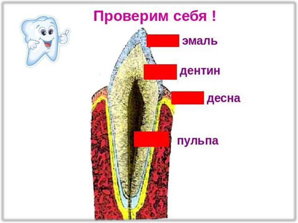 Функции эмали дентина и пульпы. Функции дентина зуба. Функции дентина.