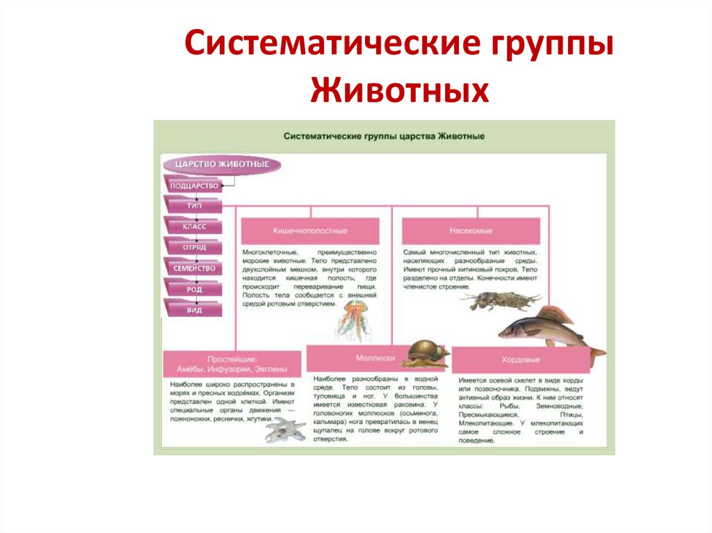 6 групп животных. Основные систематические группы животных 6 класс биология. Систе матические гоурпы животных. Систематтчеуие грцппы жи. Систематичемкие группы живо.