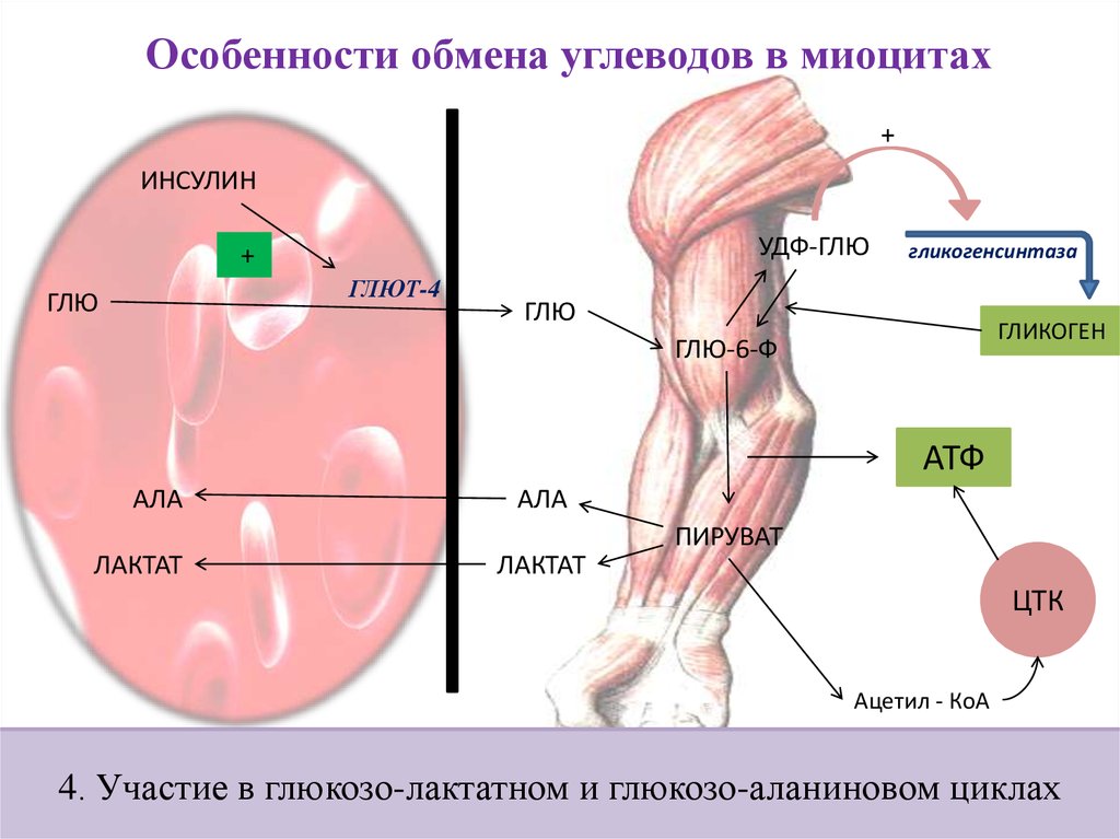 Гликоген в мышцах