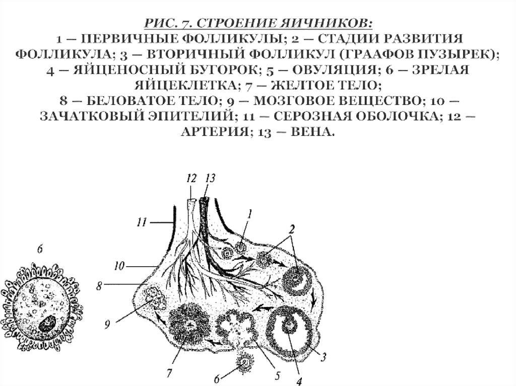 Яичник рисунок с подписями