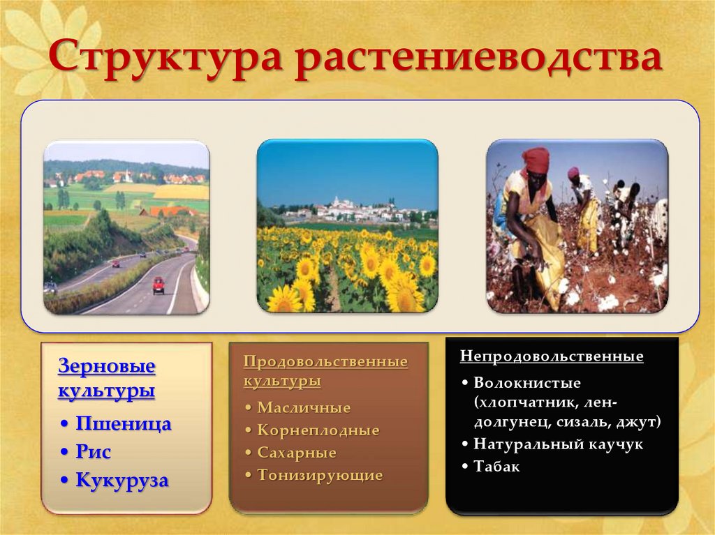 Растениеводство культуры. Структура растениеводства. Отраслевая структура растениеводства. Структура растениеводства таблица. Структура растениеводства в России.