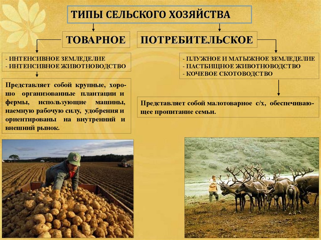 Для центральной россии характерно скотоводство. Схема сельское хозяйство товарные потребительское.