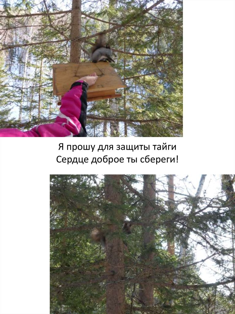 Я прошу для защиты тайги Сердце доброе ты сбереги!