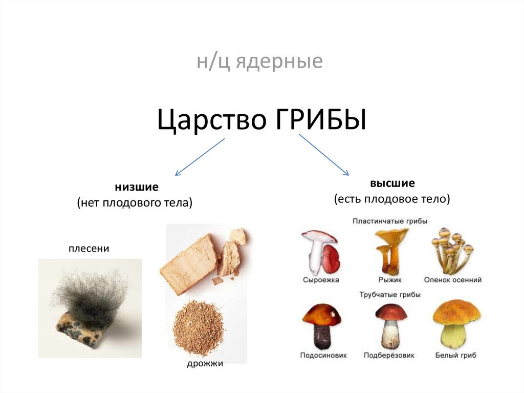Какие виды низкого. Представители царства грибы. Три вида царства грибов. Представители царства грибов 5 класс биология. Представители низших грибов.