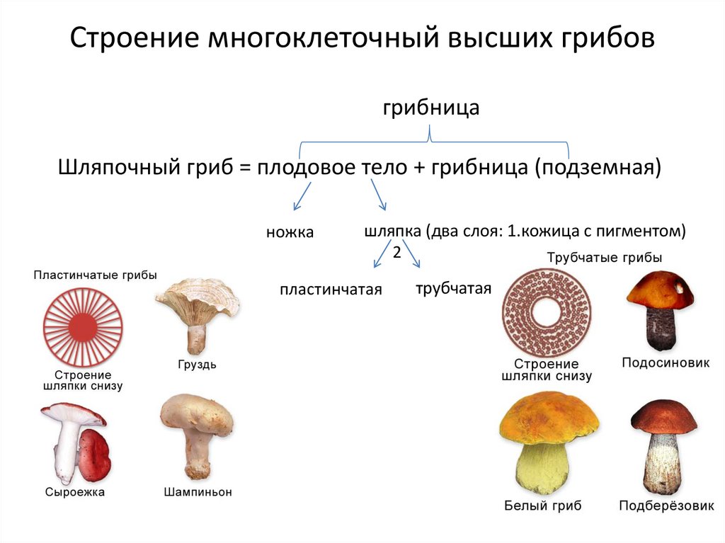 Признаки шляпочных пластинчатых грибов