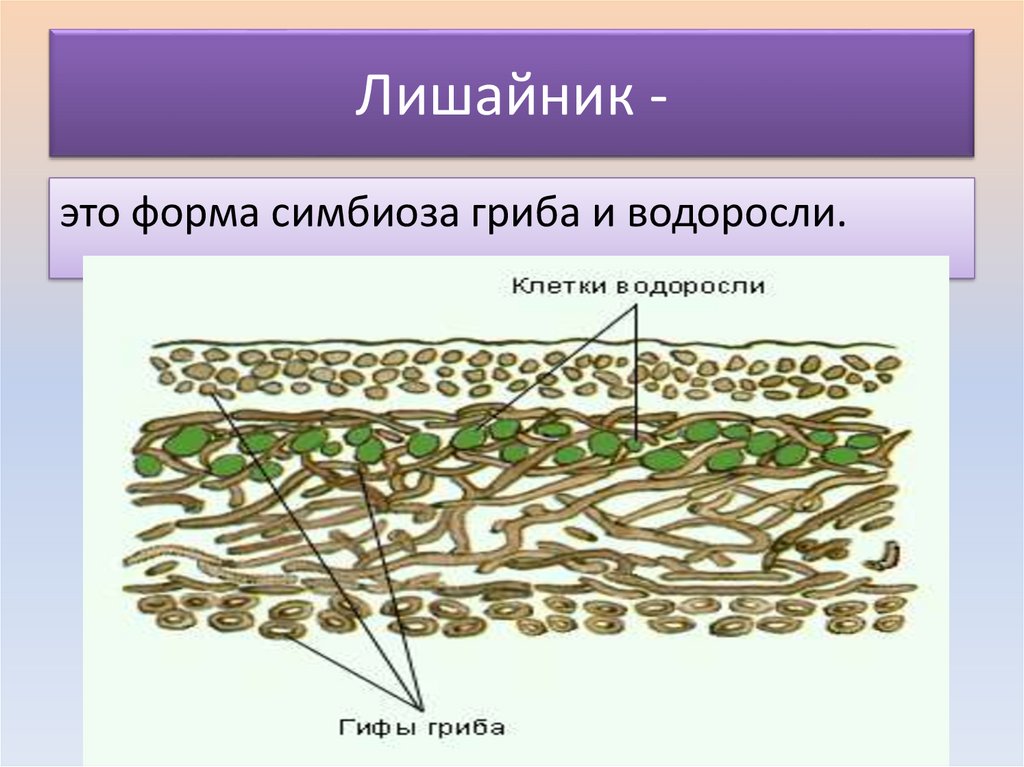 Тело лишайника состоит из гриба и водоросли. Неклеточное строение лишайника. Строение лишайника 5. UHB, B djljhjckm d kbifqybrt. Внутреннее строение лишайника.