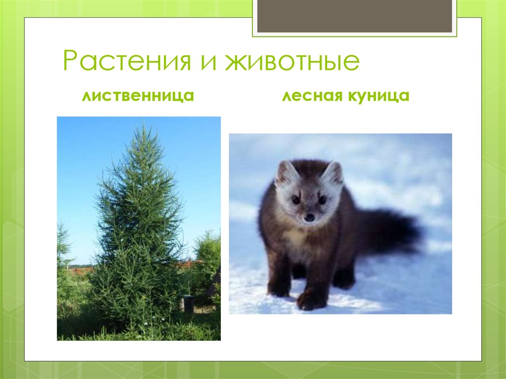 Растения и животные