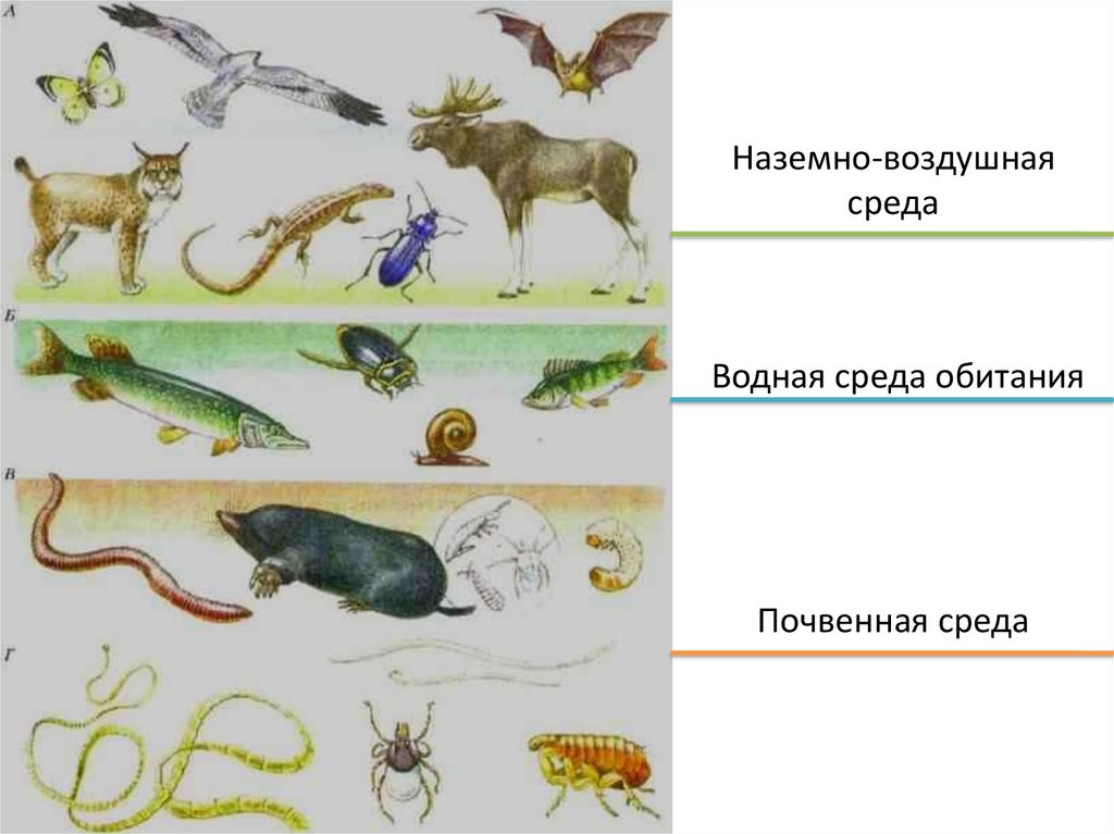 4 среды животных. Среды обитания животных. Животные по средам обитания. Животные обитающие в разных местообитаниях. Животное в среде обитания.