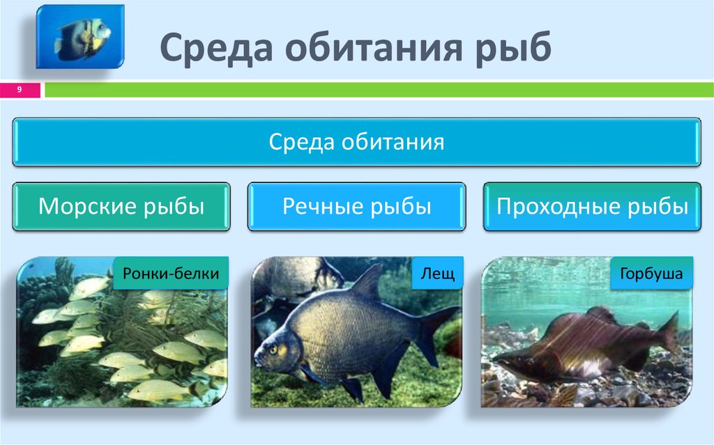 Рыбы условия жизни. Среда обитания рыб. Рыбы в водной среде. Классификация рыб. Обитатели водной среды обитания.