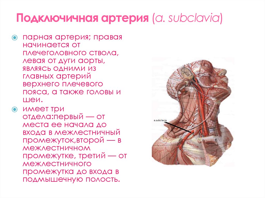 Где проходит подключичная артерия на шее фото