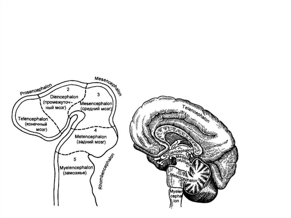 Эмбриогенез мозга человека. Эмбриогенез головного мозга схема. Онтогенез нервной системы (3 мозгового пузыря, 5 мозговых пузырей).. Развитие мозга в онтогенезе. Онтогенез головного мозга схема.