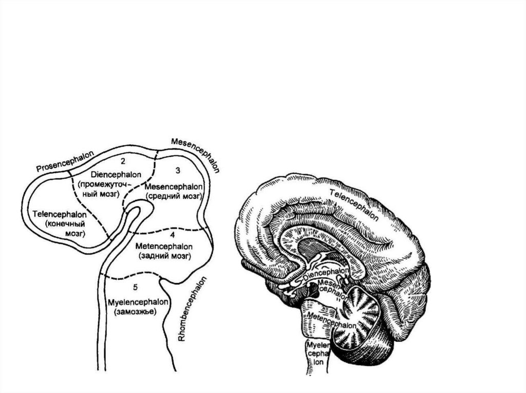 Схема развития головного мозга