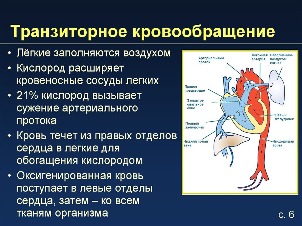Особенности гемодинамики. Транзиторное кровообращение. Транзиторное кровообращение новорожденного. Особенности внутриутробного кровообращения. Транзиторные изменения кровообращения новорожденного.