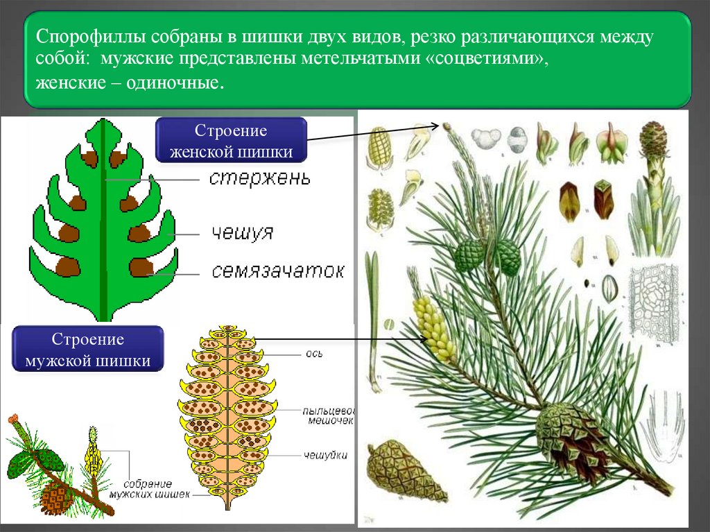 Каковы особенности строения голосеменных растений. Строение голосеменных растений сосна. Строение женской шишки голосеменных растений. Голосеменные растения строение рисунок. Голосеменные хвойные строение.