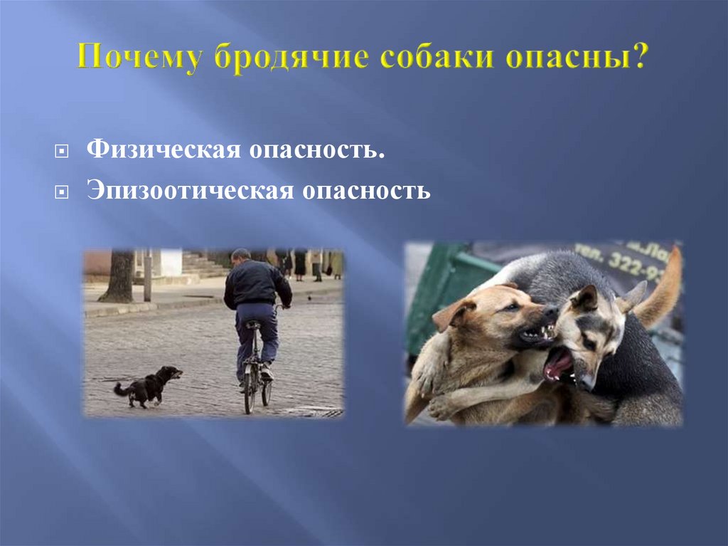Почему собаки опасны. Опасные бродячие собаки. Опасность бездомных собак презентация. Презентация пары собак.