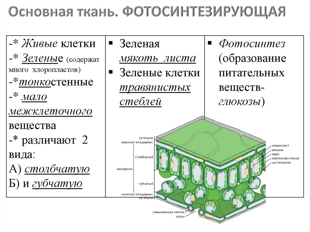 Основная масса фотосинтезирующей ткани сосредоточена