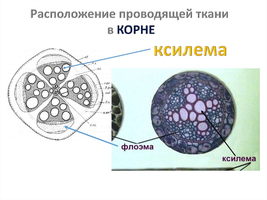 Расположение проводящих