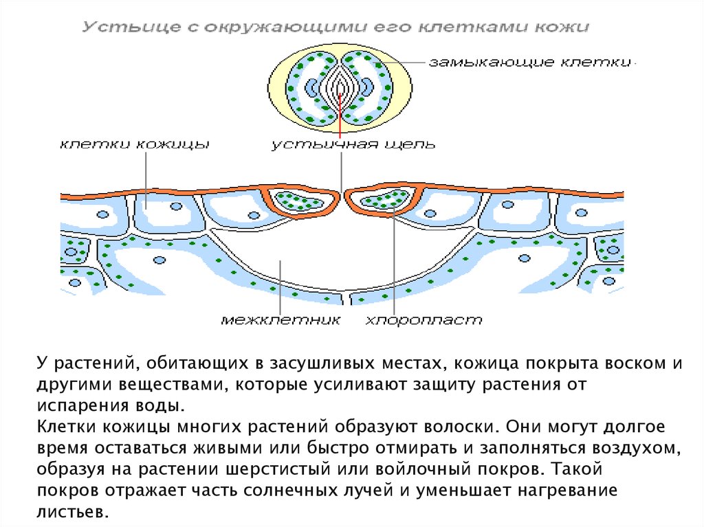 Покрыт кожицей