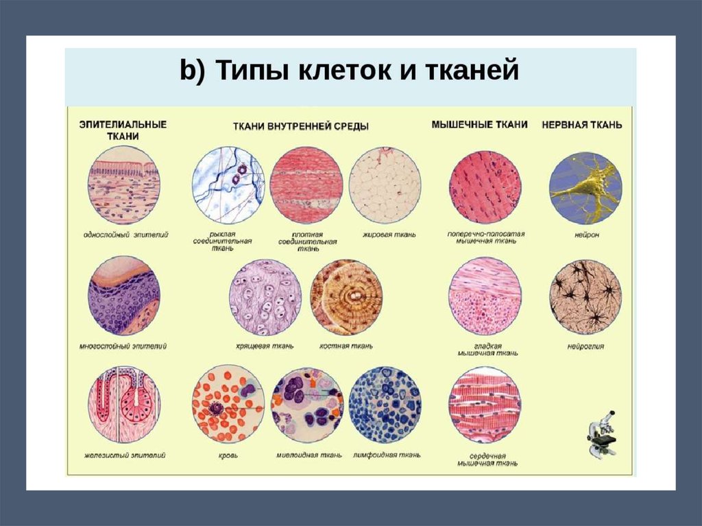 Виды тканей растений