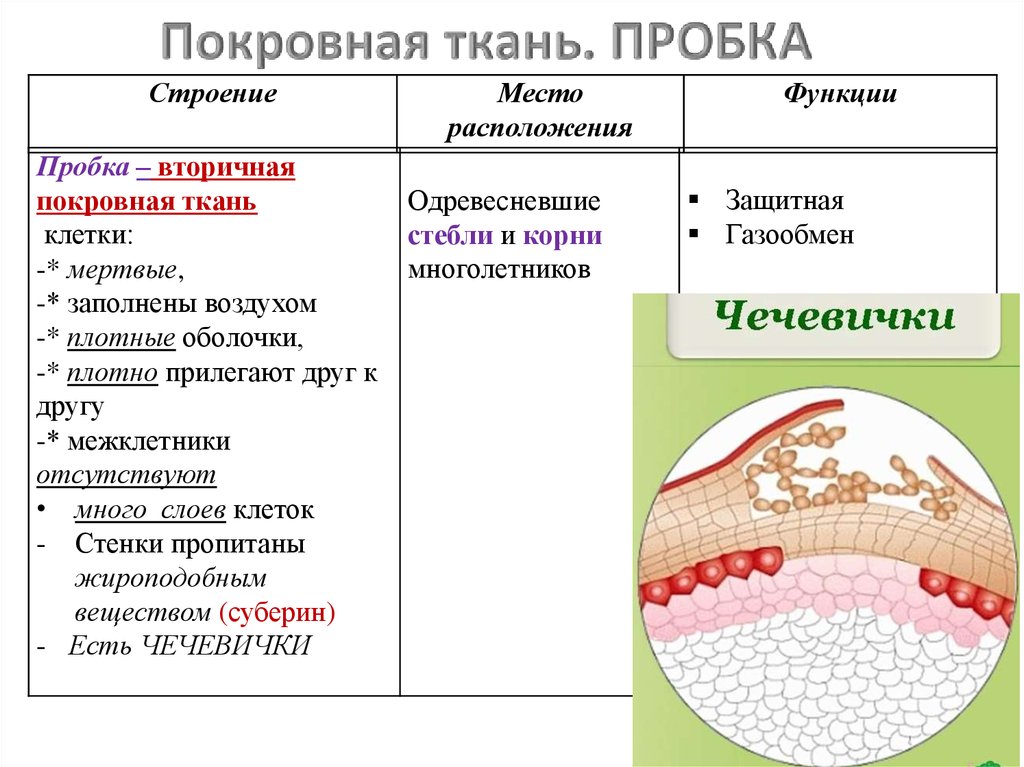 Строение пробки