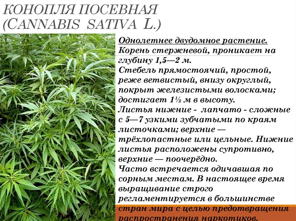 К какому семейству растений относится конопля купить марихуану оренбург
