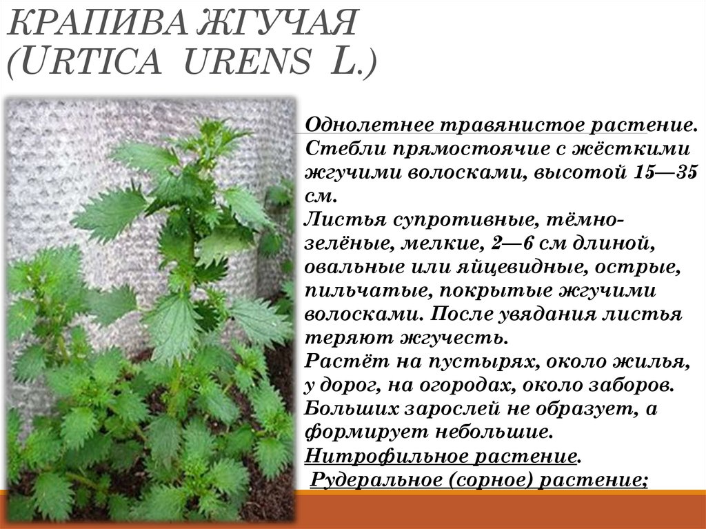 Крапива является лекарственным растением. Крапива жгучая (Urtica urens). Крапива жабреелистная. Крапива Киевская (Urtica Kioviensis). Крапива жгучая и двудомная отличия.