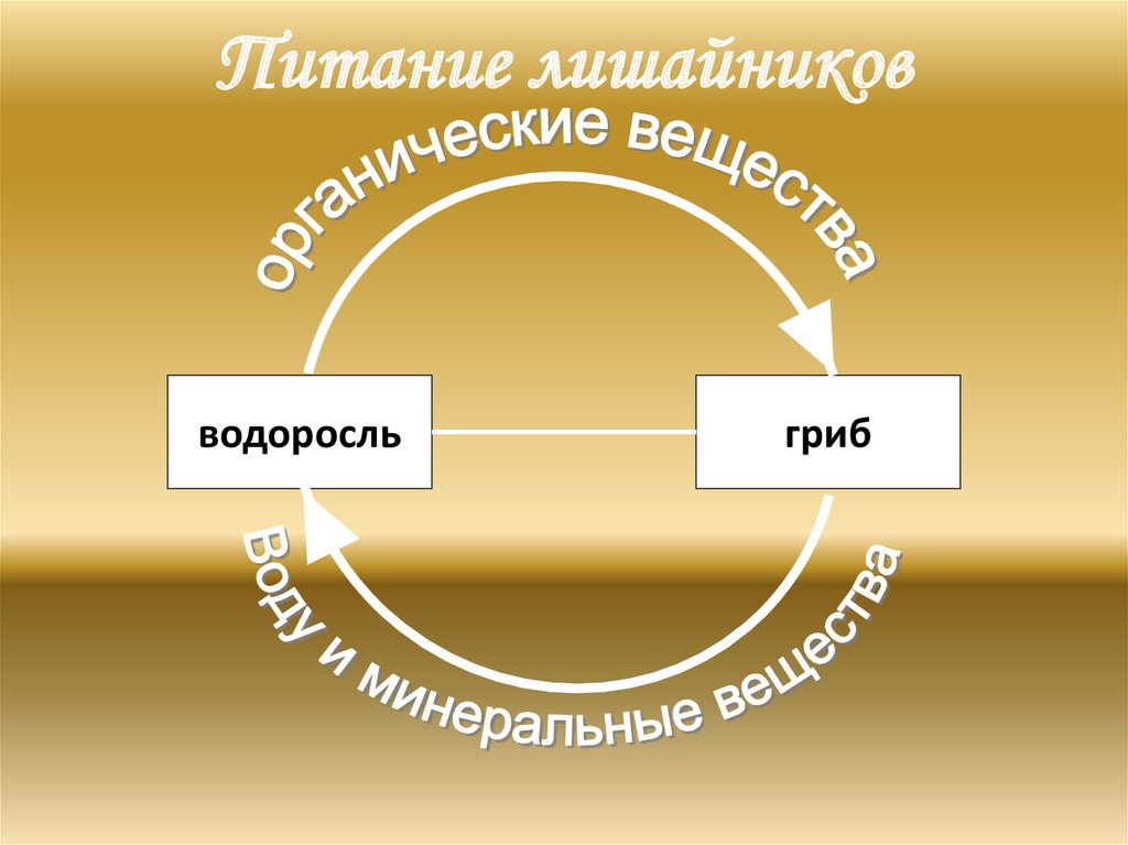 Схема питание лишайников