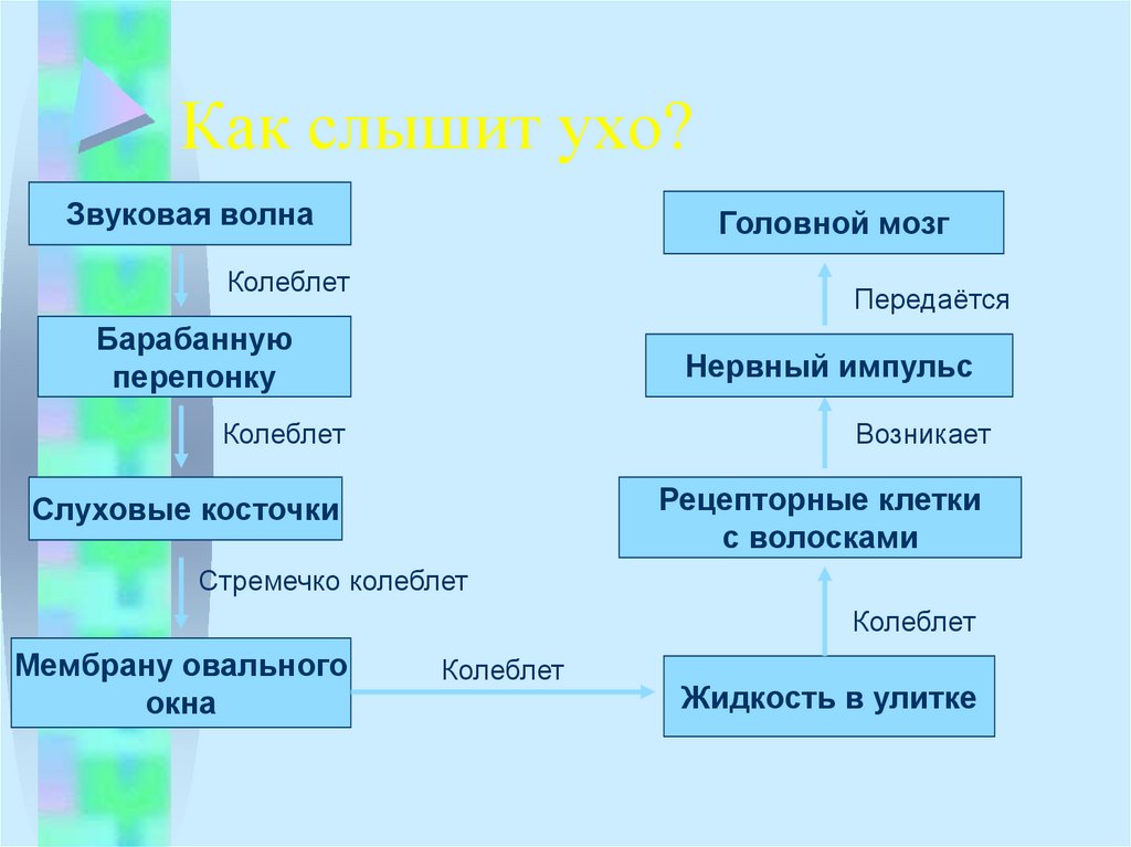 Как слышит ухо схема