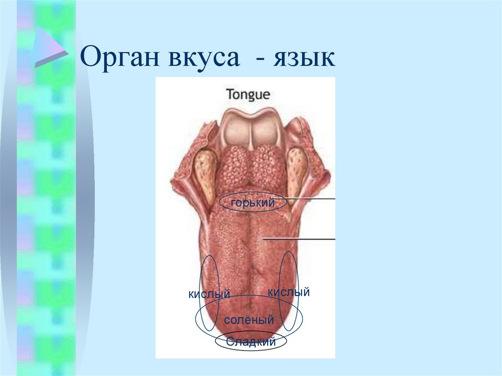 Кожно мышечная чувствительность обоняние вкус 8 класс презентация