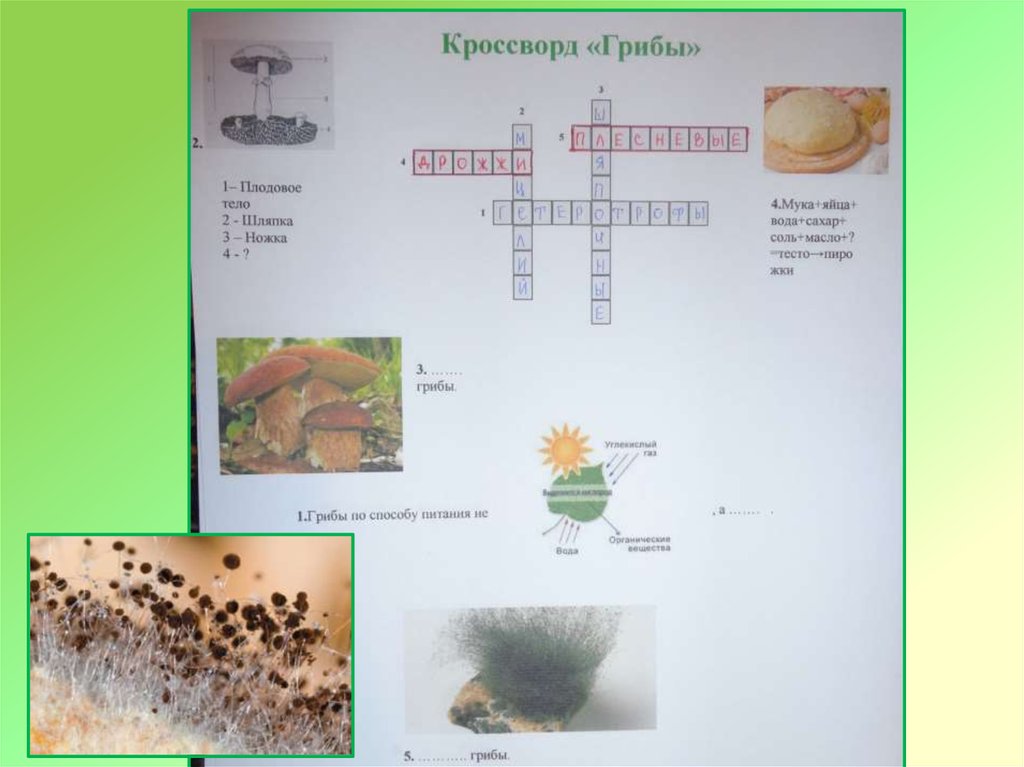Презентация плесневые грибы 7 класс биология
