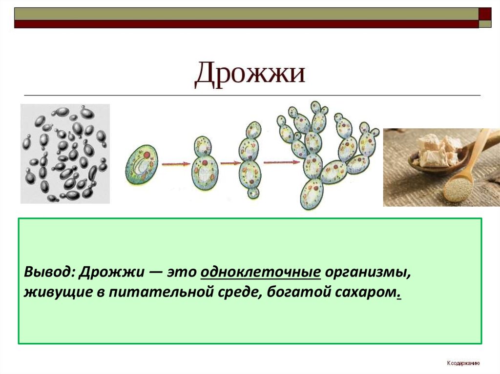 Грибы плесневые дрожжи схема