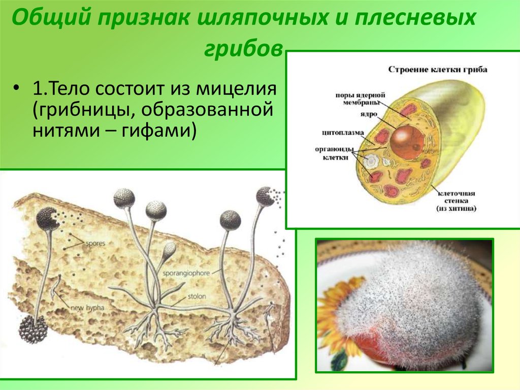 Признаки грибов мукор. Плесневые грибы строение размножение. Строение дрожжей и плесневелых грибов. Строение клетки мицелиальных грибов.