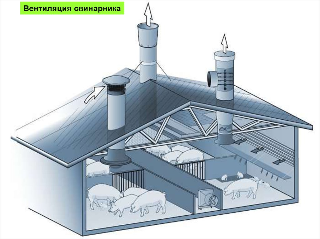 Приточно-вытяжная система вентиляции в свинарниках. Вытяжка вентиляция в свинарнике. Приточно-вытяжная вентиляция в коровнике. Естественная вытяжная вентиляция в свинарнике.