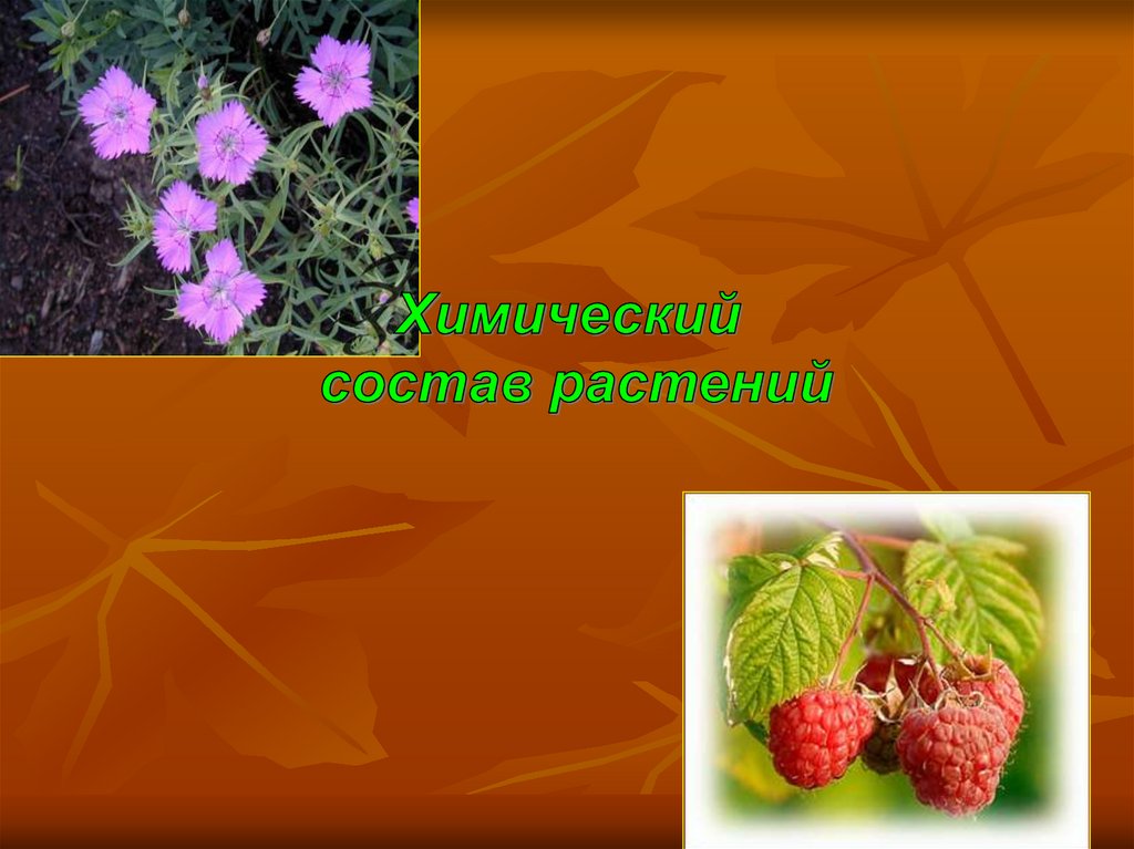 Примеры органических растений