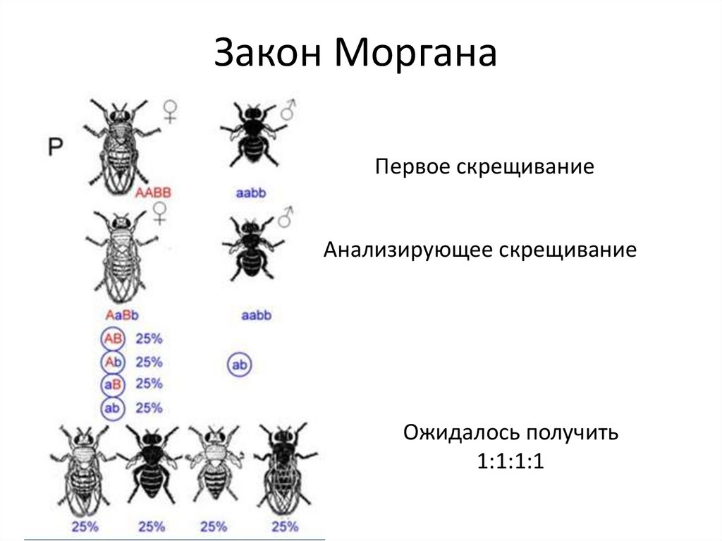 Закон моргана биология презентация