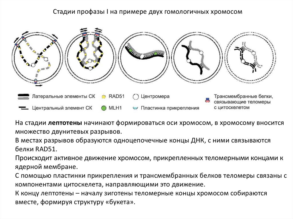 Пластинка прикрепления