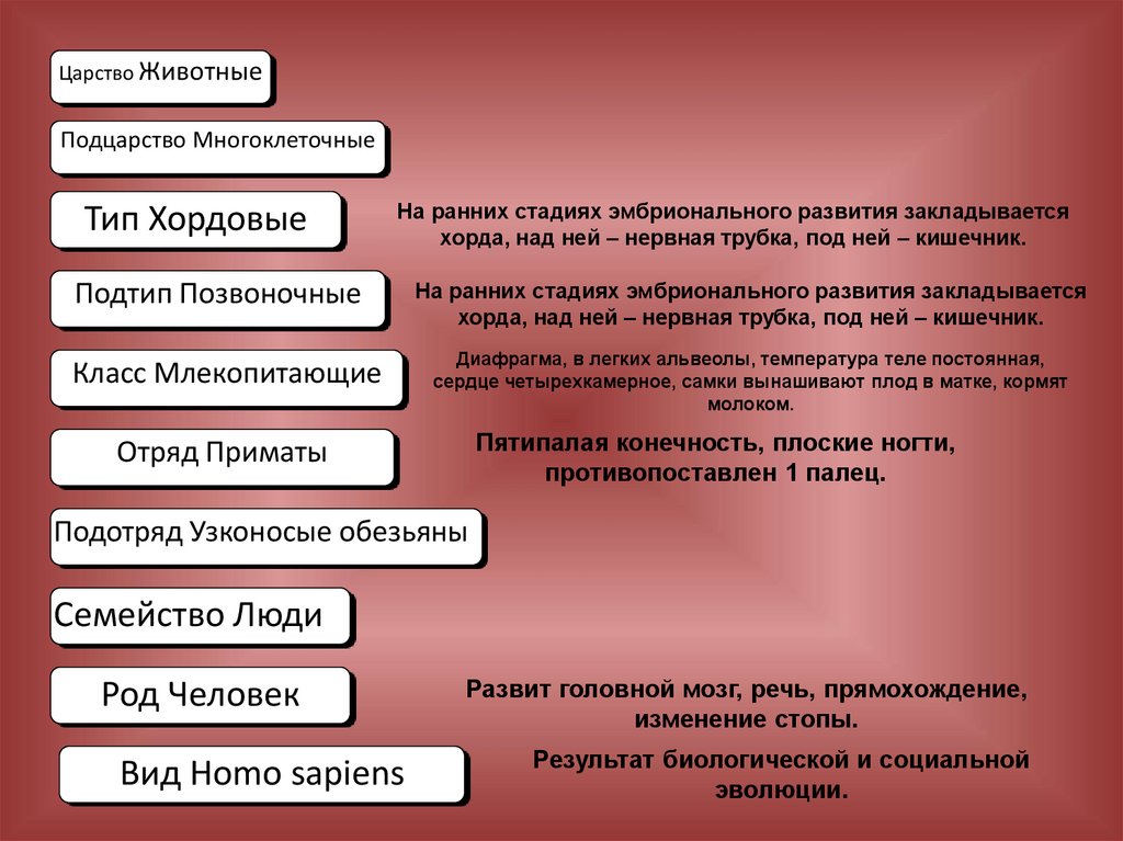 К какому классу относится человек. Род человек признаки человека. Почему человек относится к царству животных. Царство животные доказательства. Царство животные признаки человека.