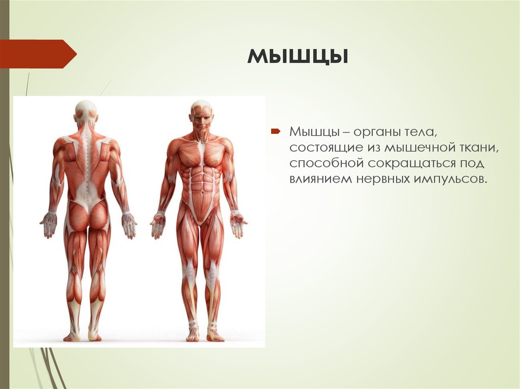 Groin pain – Diversified Integrated Sports Clinic